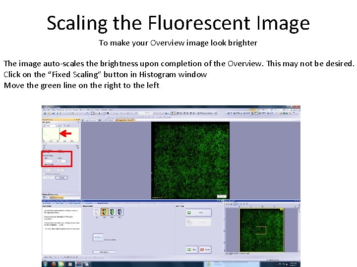 Scaling the Fluorescent Image To make your Overview image look brighter The image auto-scales