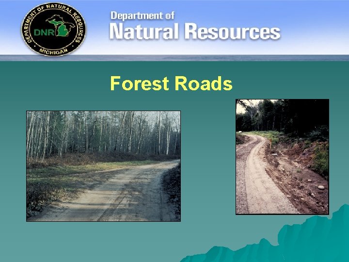 Forest Roads 