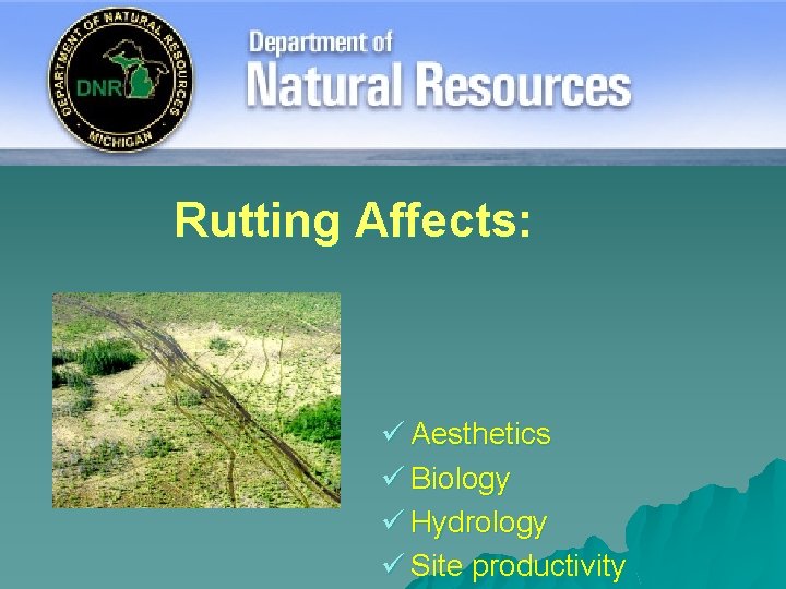 Rutting Affects: ü Aesthetics ü Biology ü Hydrology ü Site productivity 