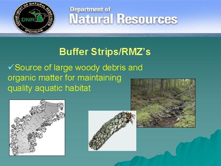 Buffer Strips/RMZ’s üSource of large woody debris and organic matter for maintaining quality aquatic