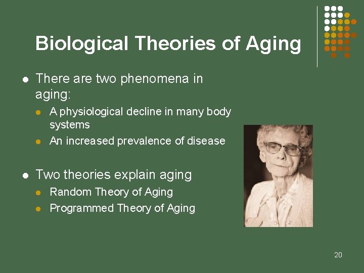 Biological Theories of Aging l There are two phenomena in aging: l l l