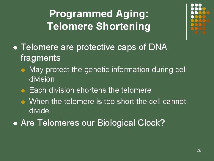 Programmed Aging: Telomere Shortening l Telomere are protective caps of DNA fragments l l