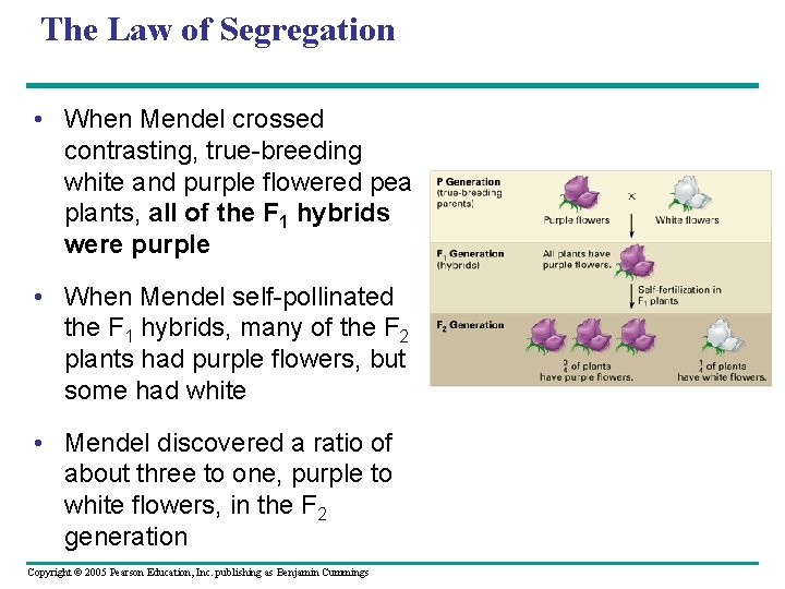 The Law of Segregation • When Mendel crossed contrasting, true-breeding white and purple flowered