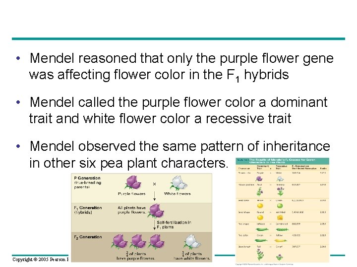  • Mendel reasoned that only the purple flower gene was affecting flower color