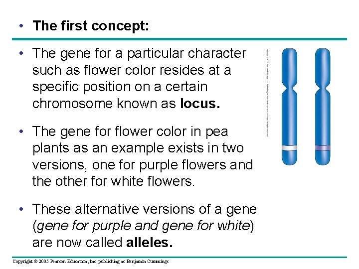  • The first concept: • The gene for a particular character such as