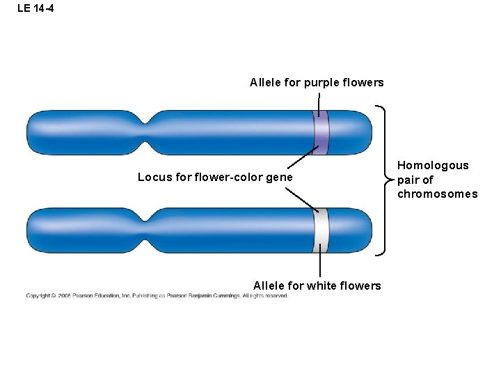 LE 14 -4 Allele for purple flowers Locus for flower-color gene Allele for white