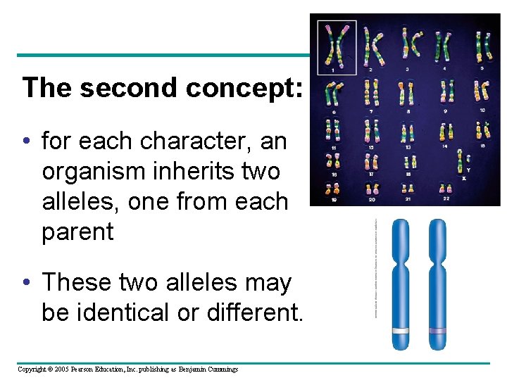 The second concept: • for each character, an organism inherits two alleles, one from