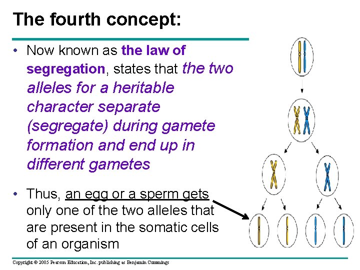 The fourth concept: • Now known as the law of segregation, states that the