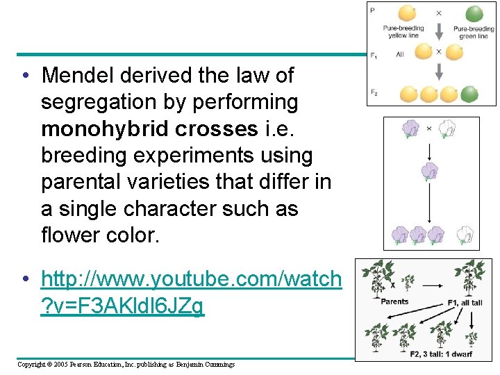  • Mendel derived the law of segregation by performing monohybrid crosses i. e.