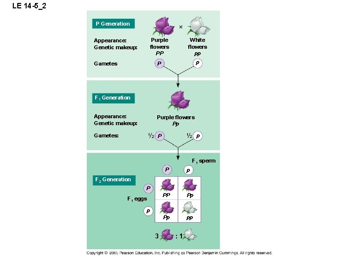 LE 14 -5_2 P Generation Appearance: Genetic makeup: Purple flowers PP White flowers pp