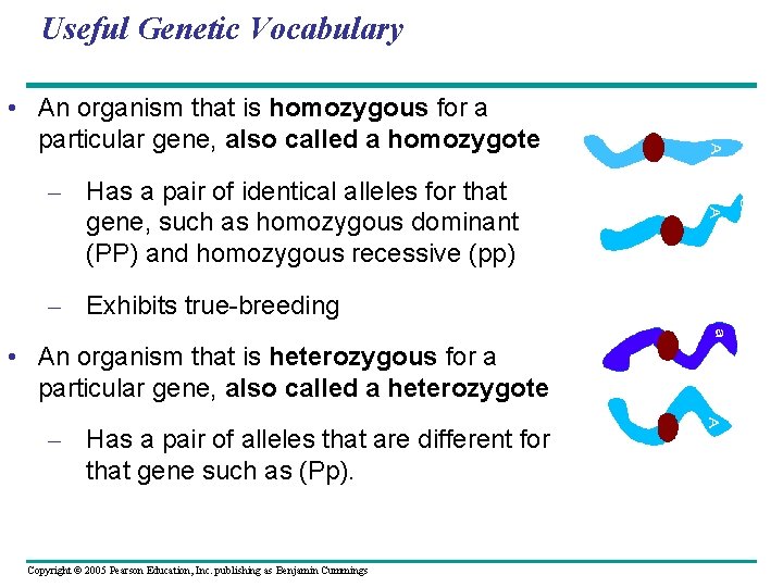 Useful Genetic Vocabulary • An organism that is homozygous for a particular gene, also