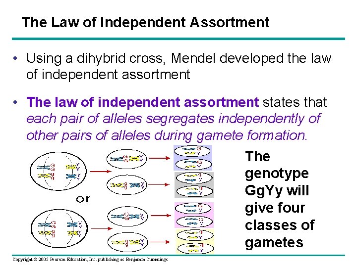 The Law of Independent Assortment • Using a dihybrid cross, Mendel developed the law