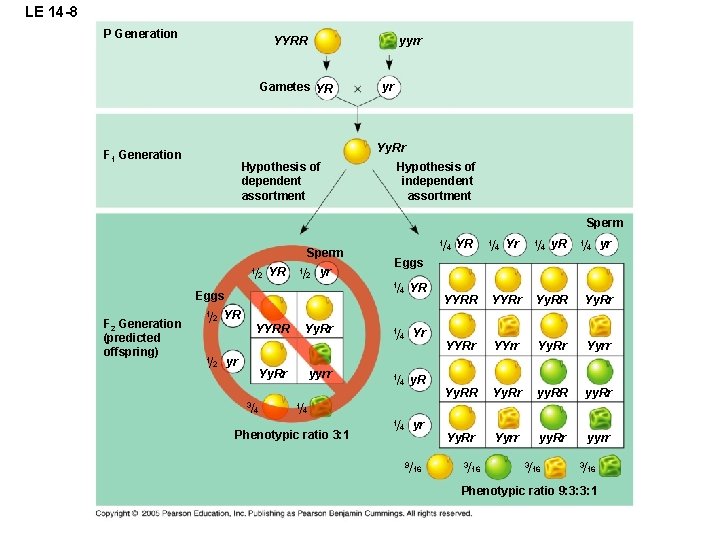 LE 14 -8 P Generation YYRR yyrr Gametes YR yr Yy. Rr F 1