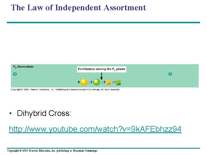 The Law of Independent Assortment • Dihybrid Cross: http: //www. youtube. com/watch? v=9 k.