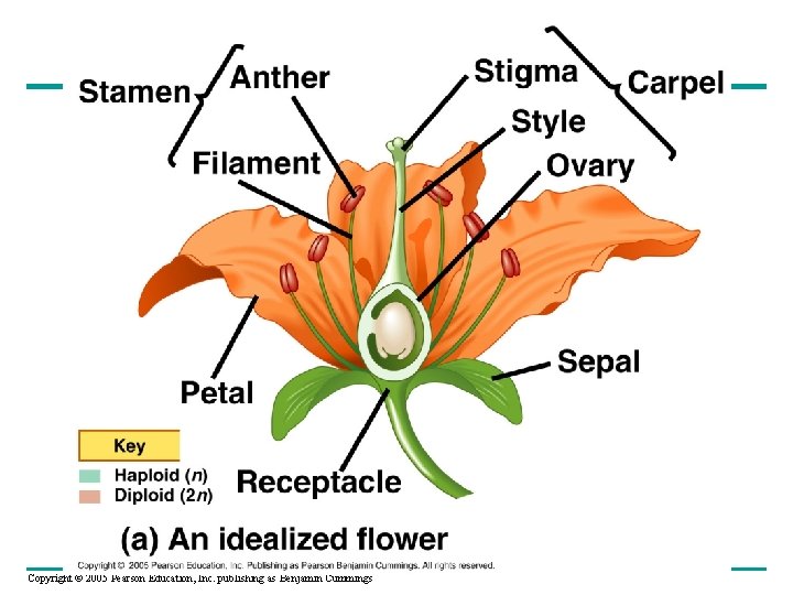 Copyright © 2005 Pearson Education, Inc. publishing as Benjamin Cummings 