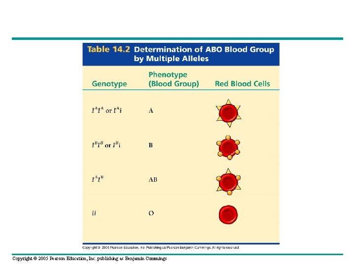 Copyright © 2005 Pearson Education, Inc. publishing as Benjamin Cummings 