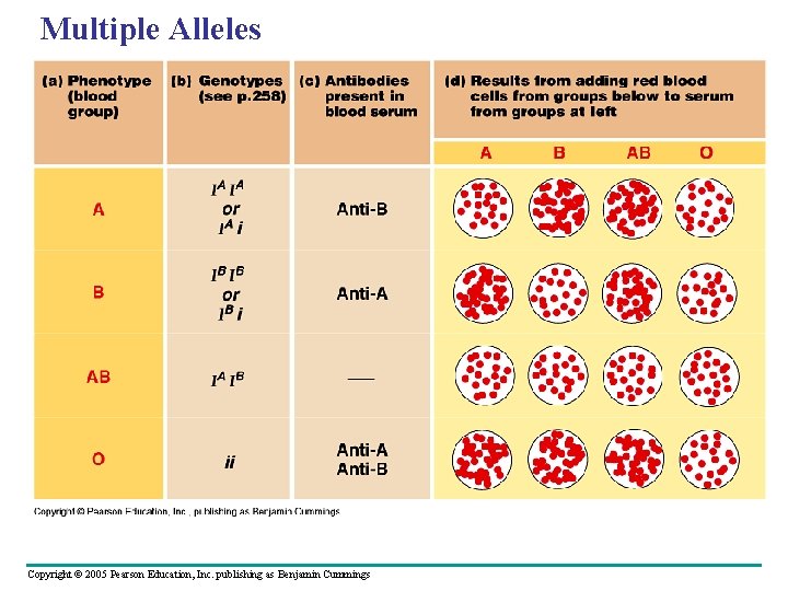 Multiple Alleles Copyright © 2005 Pearson Education, Inc. publishing as Benjamin Cummings 