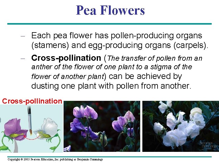 Pea Flowers – Each pea flower has pollen-producing organs (stamens) and egg-producing organs (carpels).