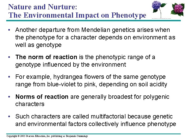 Nature and Nurture: The Environmental Impact on Phenotype • Another departure from Mendelian genetics