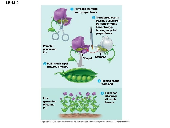 LE 14 -2 Removed stamens from purple flower Transferred spermbearing pollen from stamens of