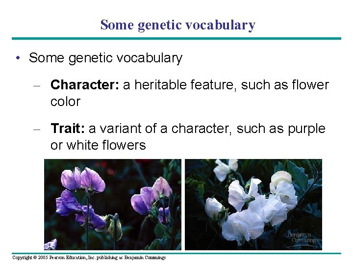 Some genetic vocabulary • Some genetic vocabulary – Character: a heritable feature, such as