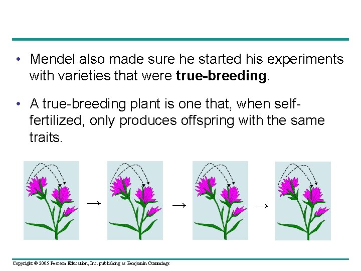  • Mendel also made sure he started his experiments with varieties that were