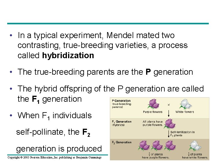  • In a typical experiment, Mendel mated two contrasting, true-breeding varieties, a process