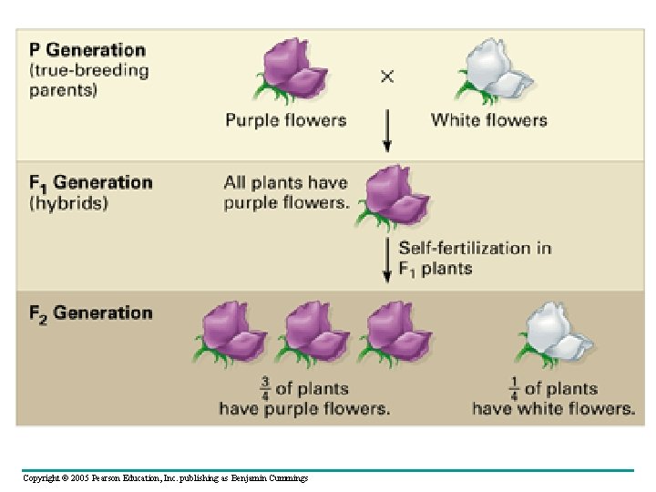 Copyright © 2005 Pearson Education, Inc. publishing as Benjamin Cummings 