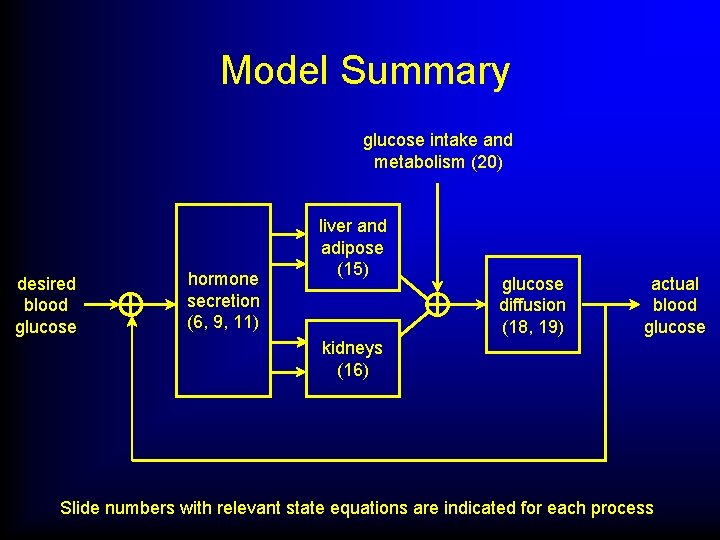 Model Summary glucose intake and metabolism (20) desired blood glucose hormone secretion (6, 9,