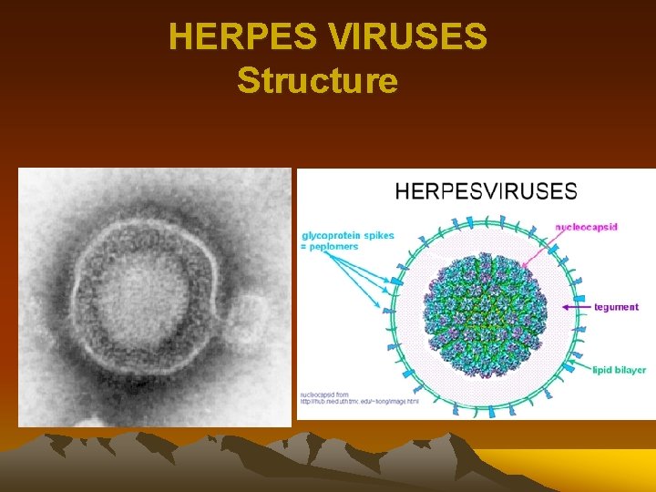 HERPES VIRUSES Structure 