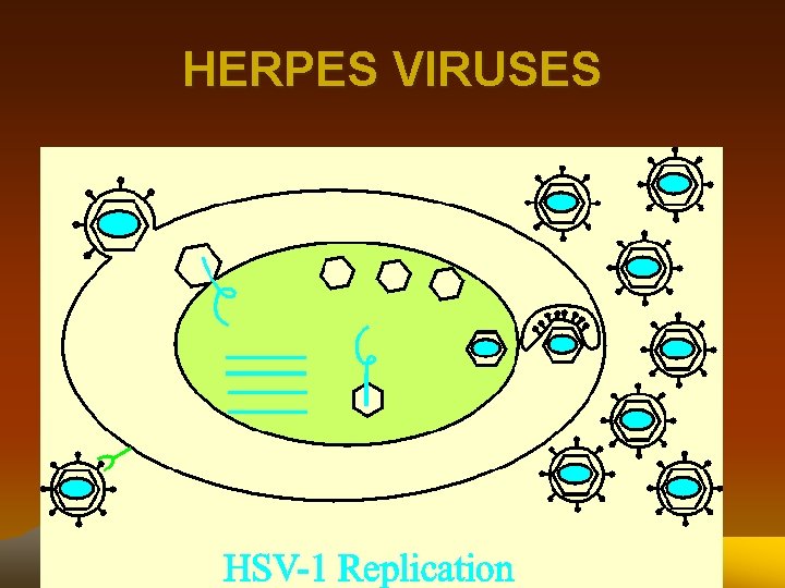 HERPES VIRUSES 
