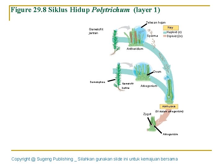 Figure 29. 8 Siklus Hidup Polytrichum (layer 1) Tetesan hujan Gametofit jantan Sperma Key