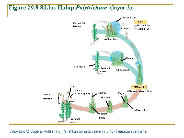 Figure 29. 8 Siklus Hidup Polytrichum (layer 2) Tetesan hujan Gametofit jantan Sperma Key