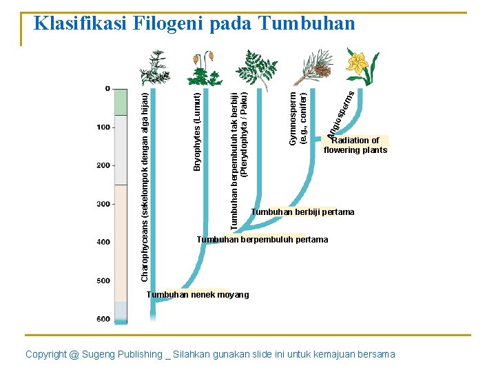 s sp erm gio An Gymnosperm (e. g. , conifer) Tumbuhan berpembuluh tak berbiji