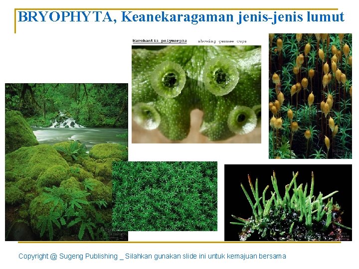 BRYOPHYTA, Keanekaragaman jenis-jenis lumut Copyright @ Sugeng Publishing _ Silahkan gunakan slide ini untuk