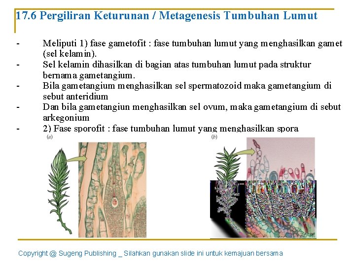 17. 6 Pergiliran Keturunan / Metagenesis Tumbuhan Lumut - Meliputi 1) fase gametofit :