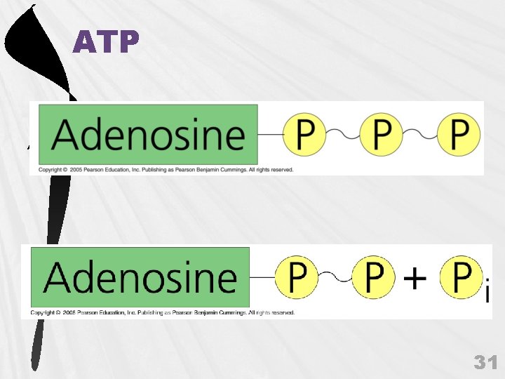 ATP 31 