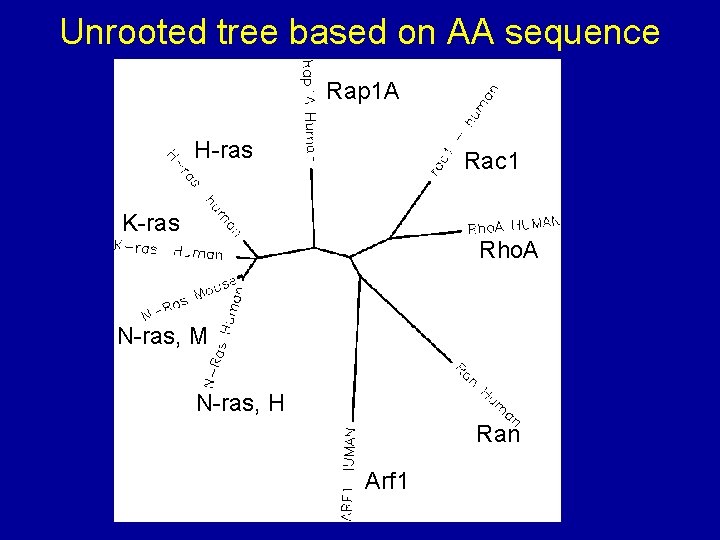 Unrooted tree based on AA sequence Rap 1 A H-ras Rac 1 K-ras Rho.