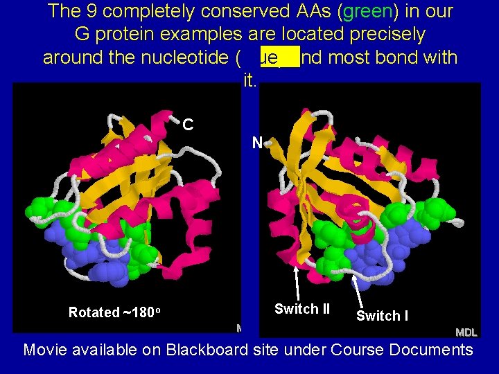 The 9 completely conserved AAs (green) in our G protein examples are located precisely