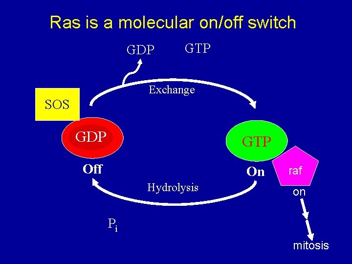 Ras is a molecular on/off switch GDP GTP Exchange SOS GDP GTP Off On