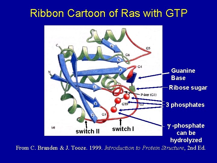 Ribbon Cartoon of Ras with GTP Guanine Base Ribose sugar 3 phosphates switch II