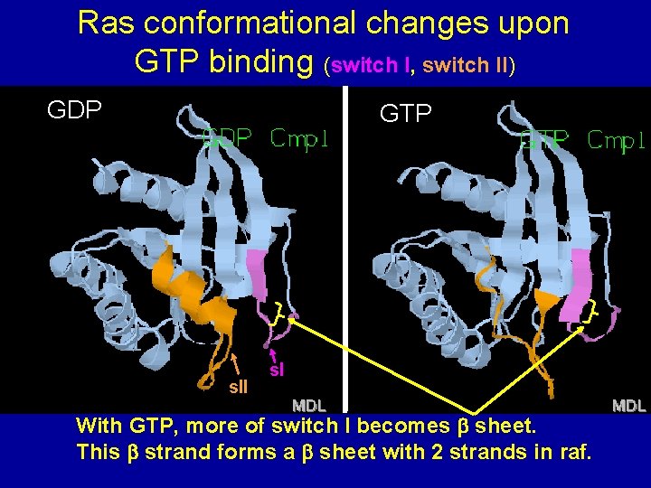 Ras conformational changes upon GTP binding (switch I, switch II) GDP GTP s. II
