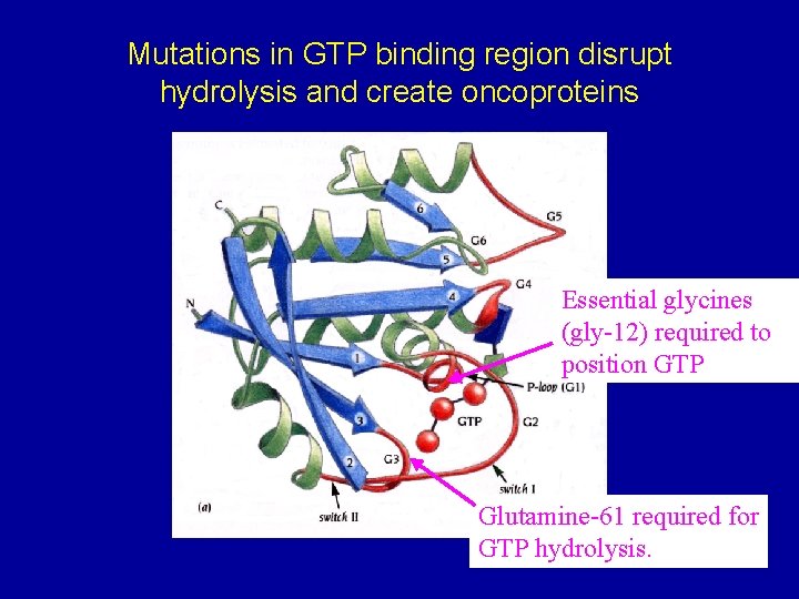 Mutations in GTP binding region disrupt hydrolysis and create oncoproteins Essential glycines (gly-12) required