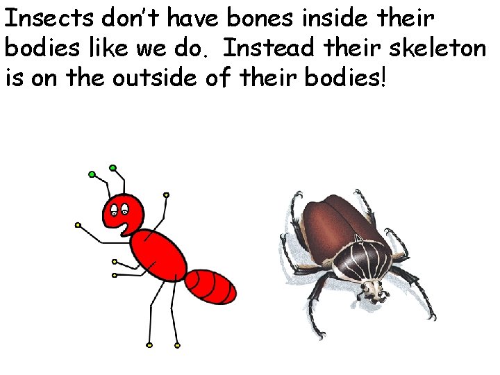 Insects don’t have bones inside their bodies like we do. Instead their skeleton is
