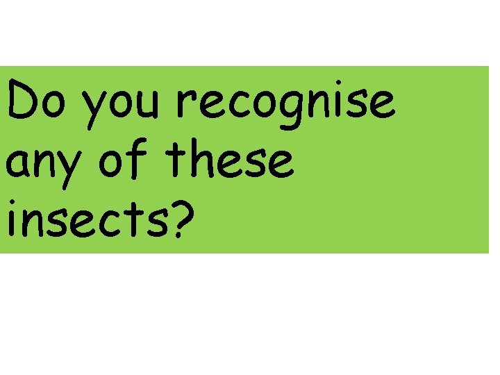 Do you recognise any of these insects? 