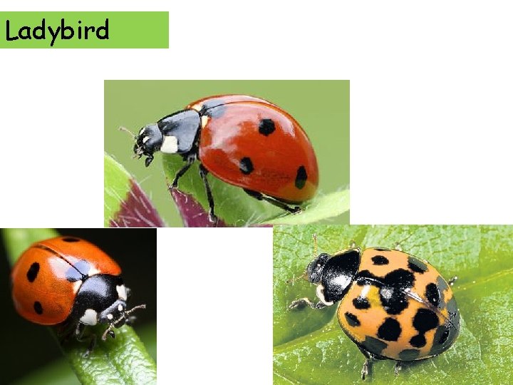 Ladybird 