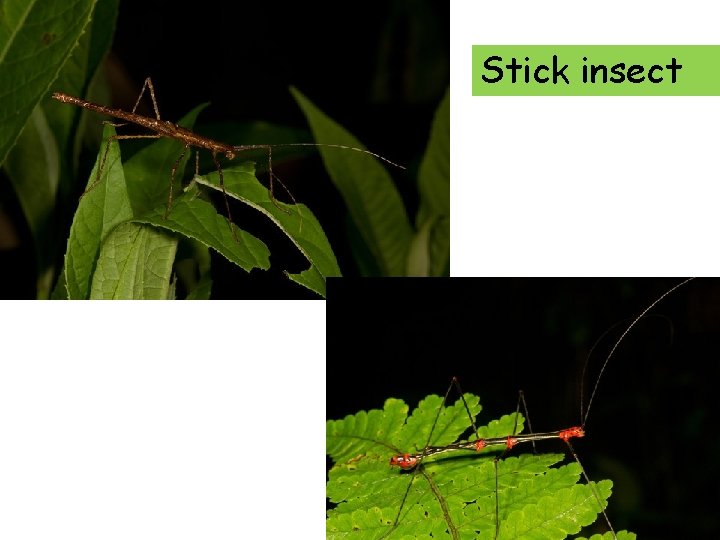Stick insect 
