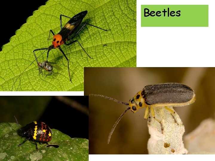 Beetles 