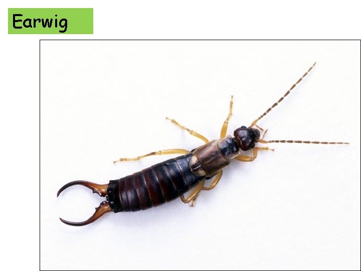 Earwig 