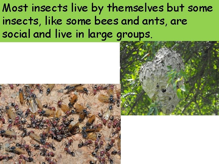 Most insects live by themselves but some insects, like some bees and ants, are